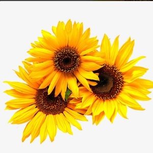 Meet your Posher, Daisy